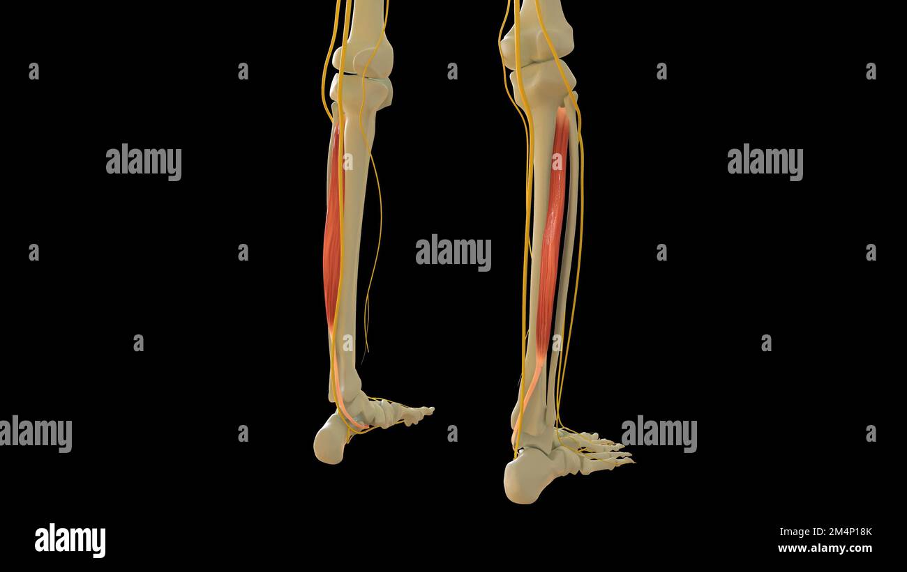 Tibialis anatomie du muscle postérieur pour l'illustration du concept médical 3D Banque D'Images