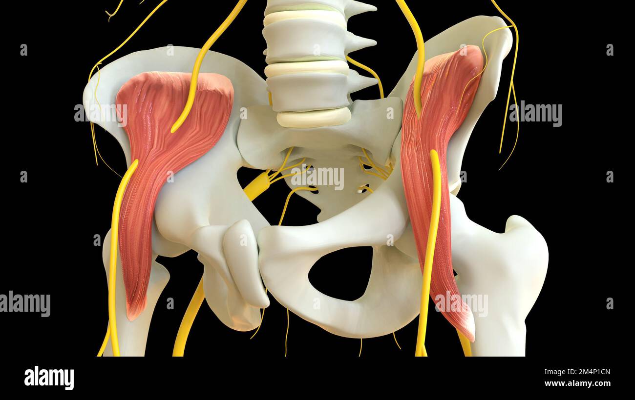 Anatomie musculaire d'Iliacus pour l'illustration du concept médical 3D Banque D'Images