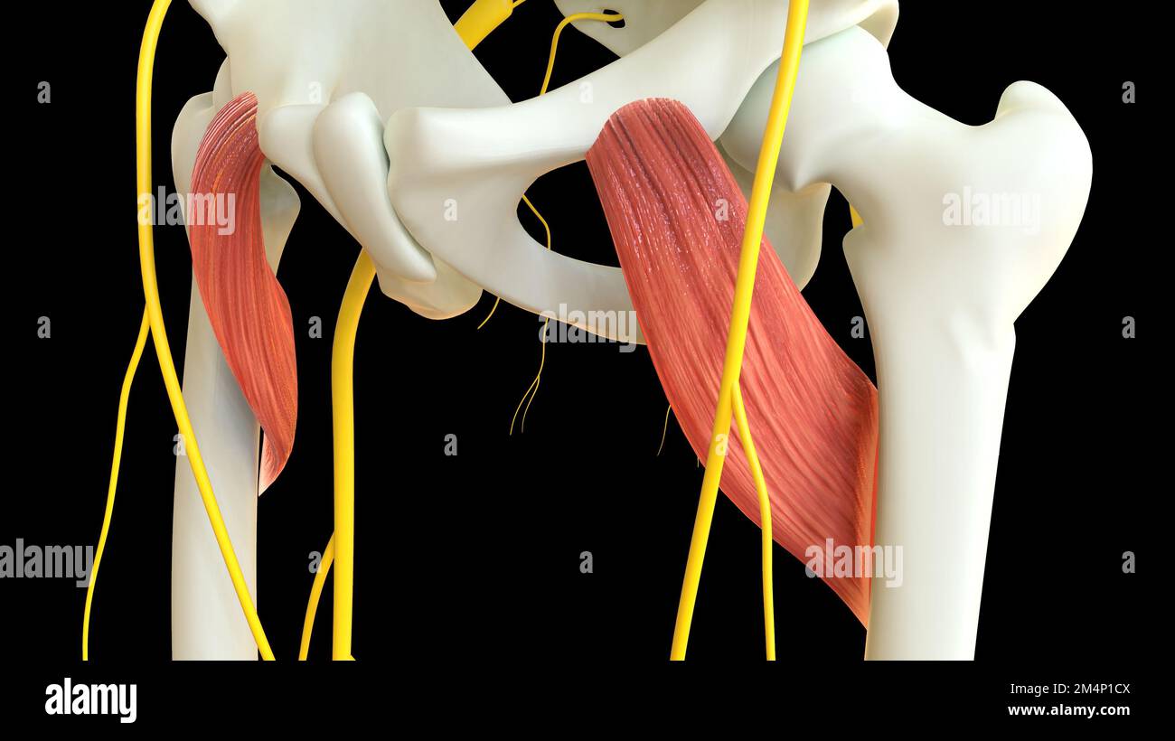 Anatomie du muscle Pectineus pour l'illustration du concept médical 3D