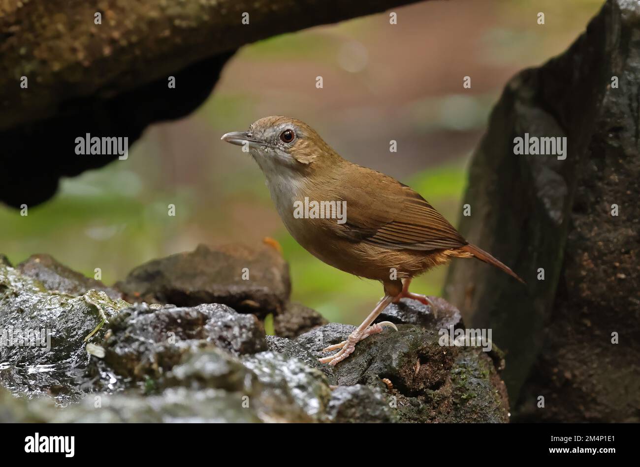 Abbott's Babbler (Malacoclla abbotti) adulte debout sur le rocher Cat Tien, Vietnam Décembre Banque D'Images
