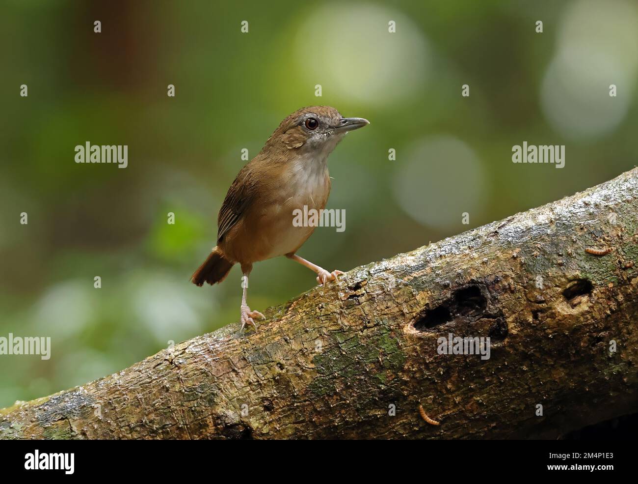 Abbott's Babbler (Malacoclla abbotti) adulte debout sur le bois tombé Cat Tien, Vietnam Décembre Banque D'Images