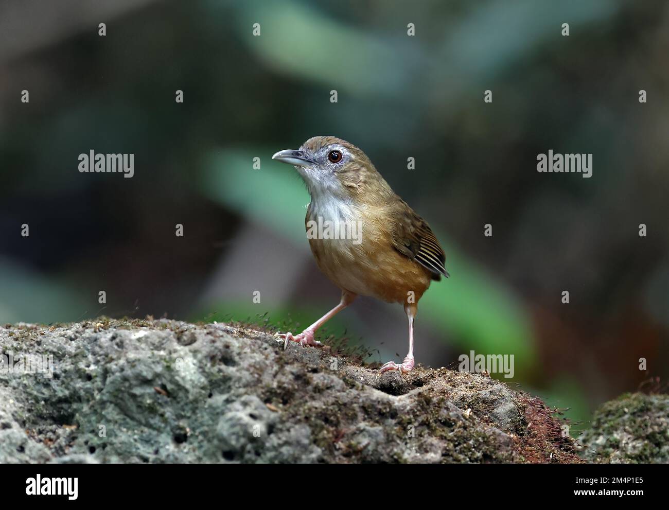 Abbott's Babbler (Malacoclla abbotti) adulte debout sur le rocher de la Mossy Cat Tien, Vietnam Décembre Banque D'Images
