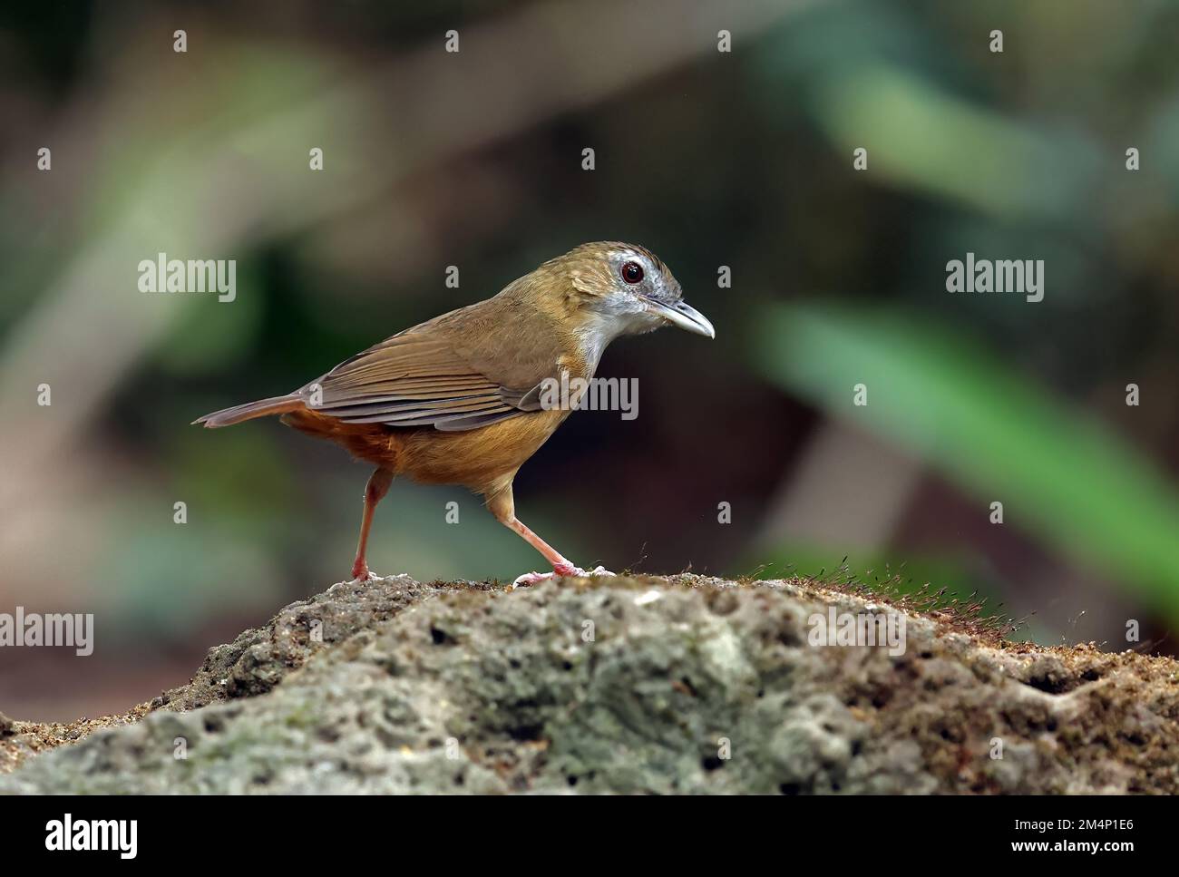 Abbott's Babbler (Malacoclla abbotti) adulte debout sur le rocher de la Mossy Cat Tien, Vietnam Décembre Banque D'Images