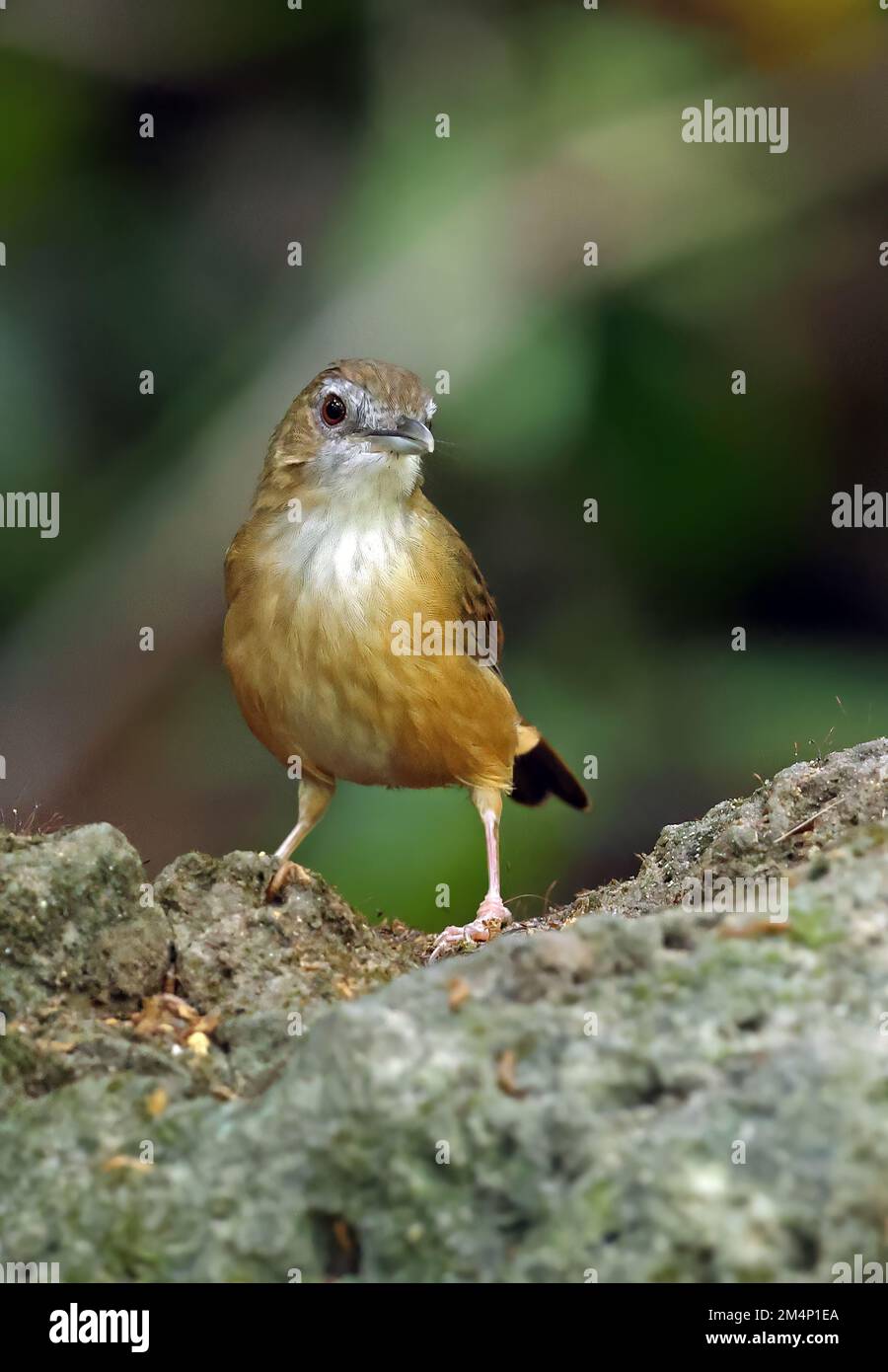 Abbott's Babbler (Malacoclla abbotti) adulte debout sur le rocher Cat Tien, Vietnam Décembre Banque D'Images