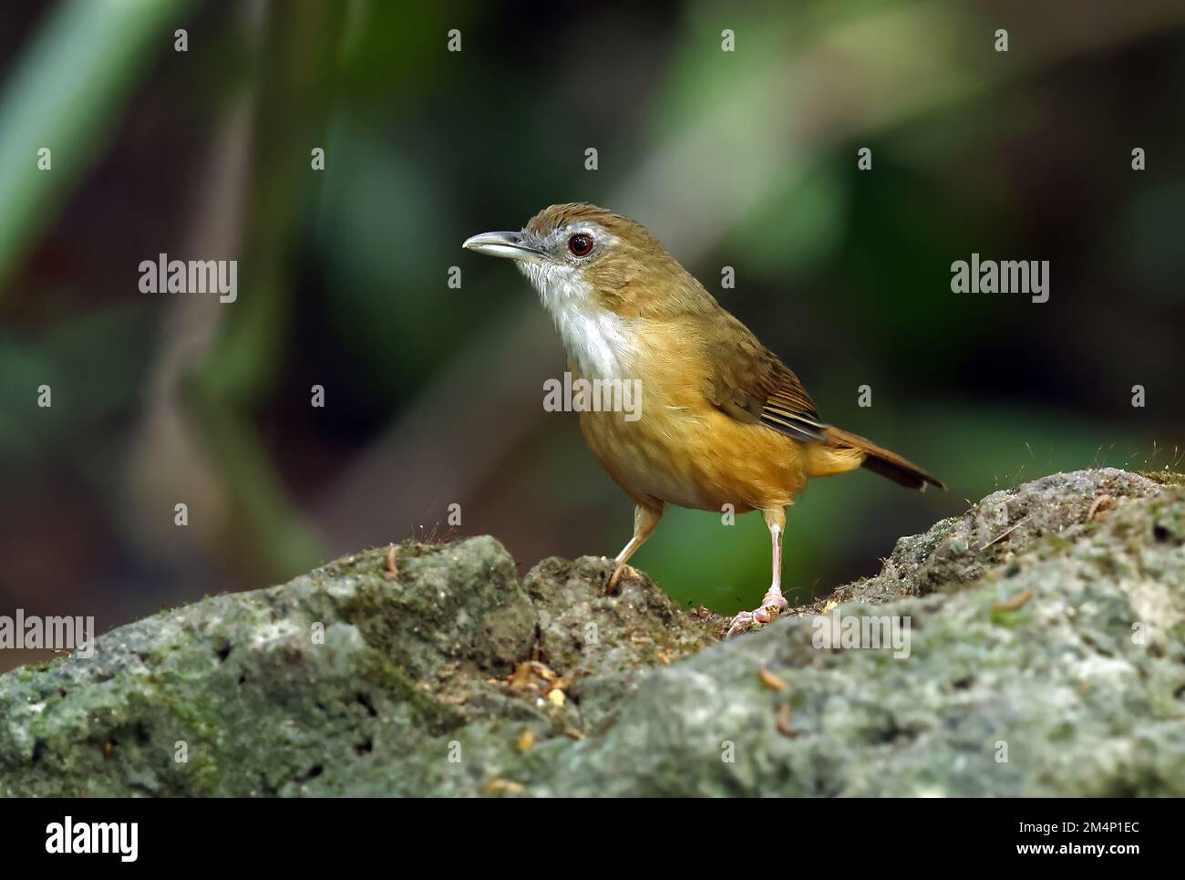 Abbott's Babbler (Malacoclla abbotti) adulte debout sur le rocher Cat Tien, Vietnam Décembre Banque D'Images
