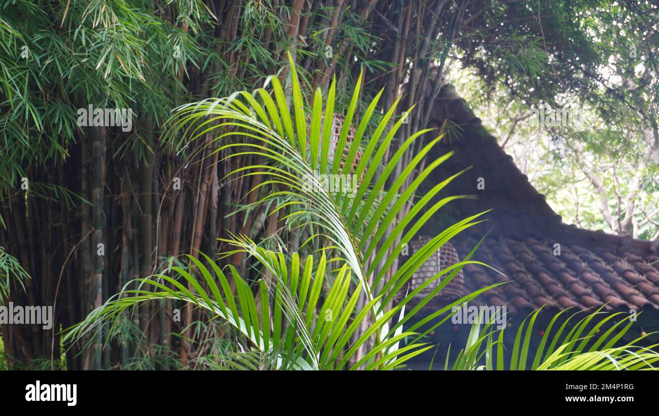 Bambou jaune ombragé dans le jardin public parc près de la maison traditionnelle javanaise Banque D'Images