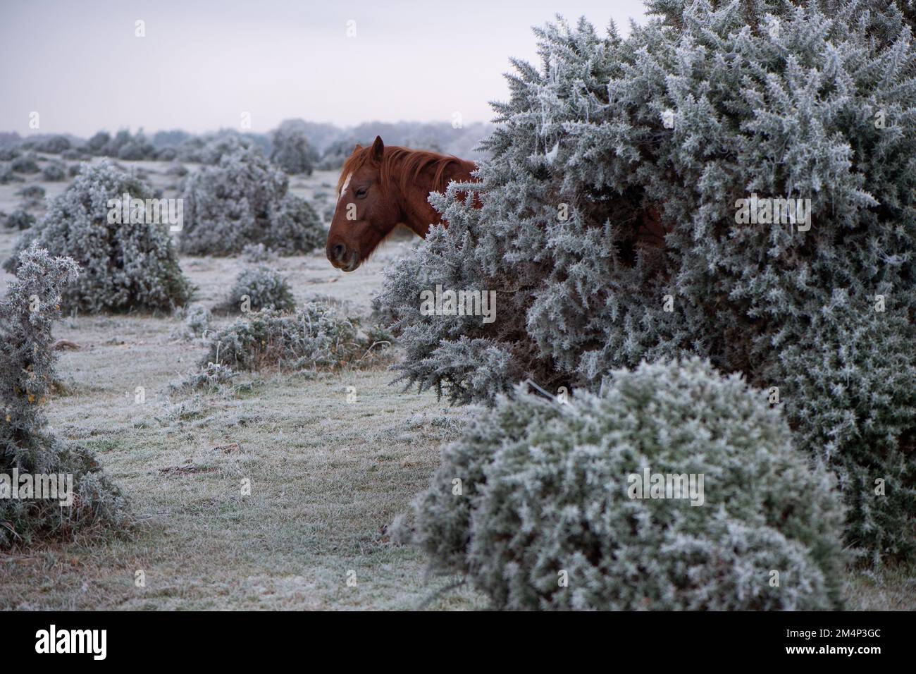 Une tête de chevaux apparaît derrière le Bush de gorge gelé dans une image comique amusante avec la scène hivernante environnante sur la lande dans la Nouvelle forêt. Banque D'Images