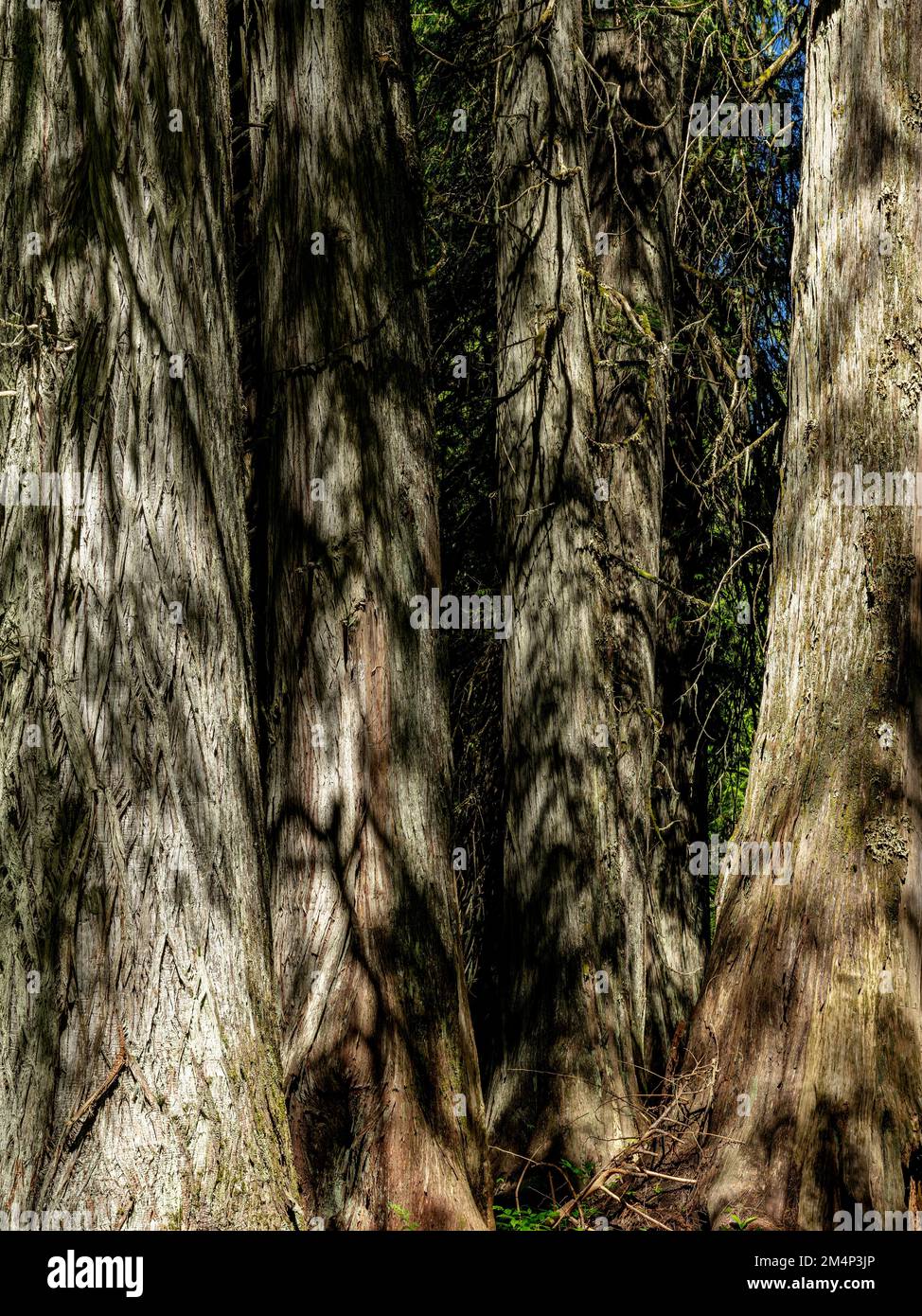 Forêt géante de cèdres de l'Idaho à proximité Banque D'Images