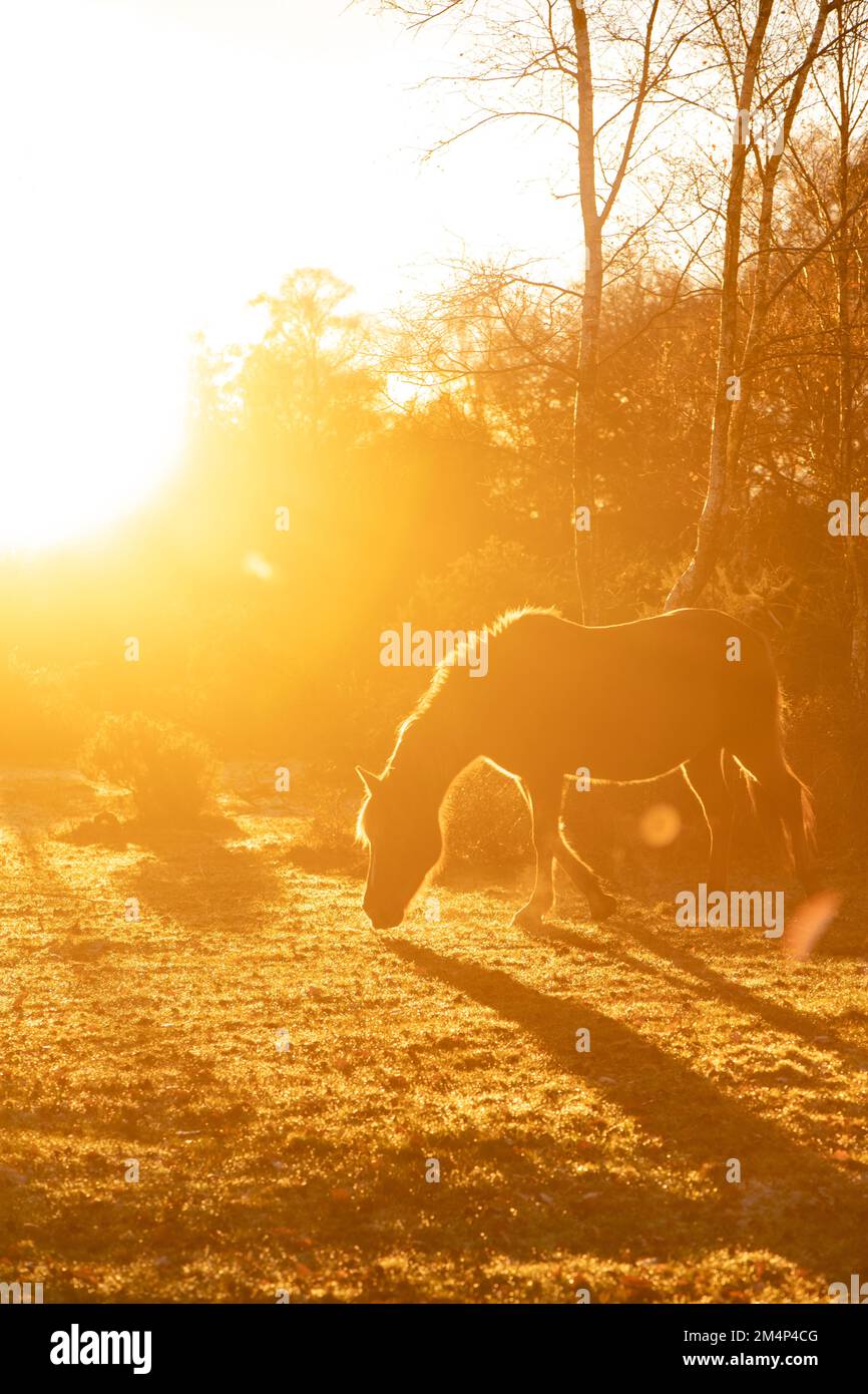 Un magnifique coucher de soleil orange foncé et brumeux avec un poney New Forest silhouetté avec un fort contre-jour pour terminer une journée froide glaciale. Ensemble de 5 images Banque D'Images
