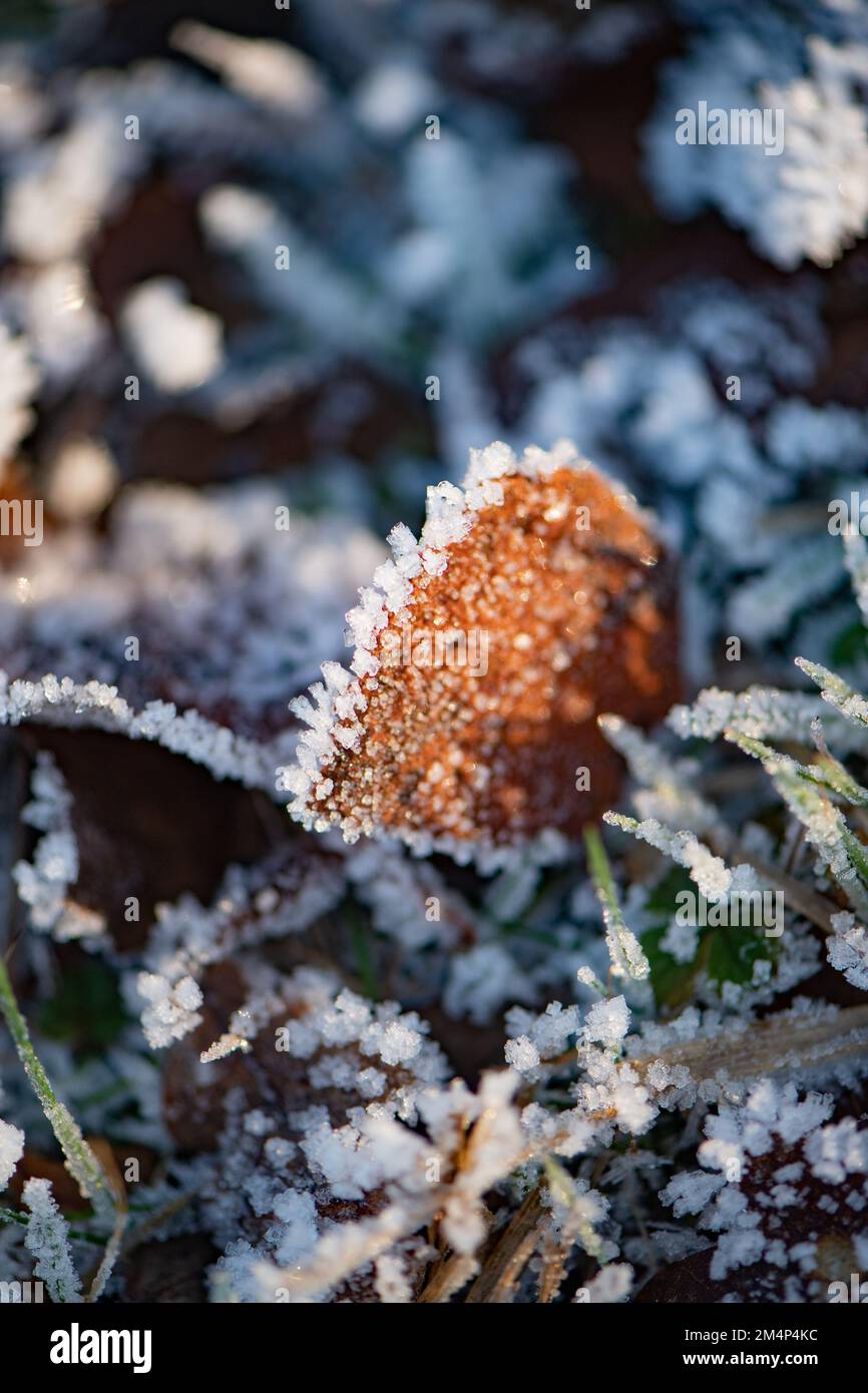 Une feuille gelée prise dans la lumière du soleil dans l'herbe avec le contour de la feuille enchâssée dans des particules de glace après la chute de neige. Banque D'Images