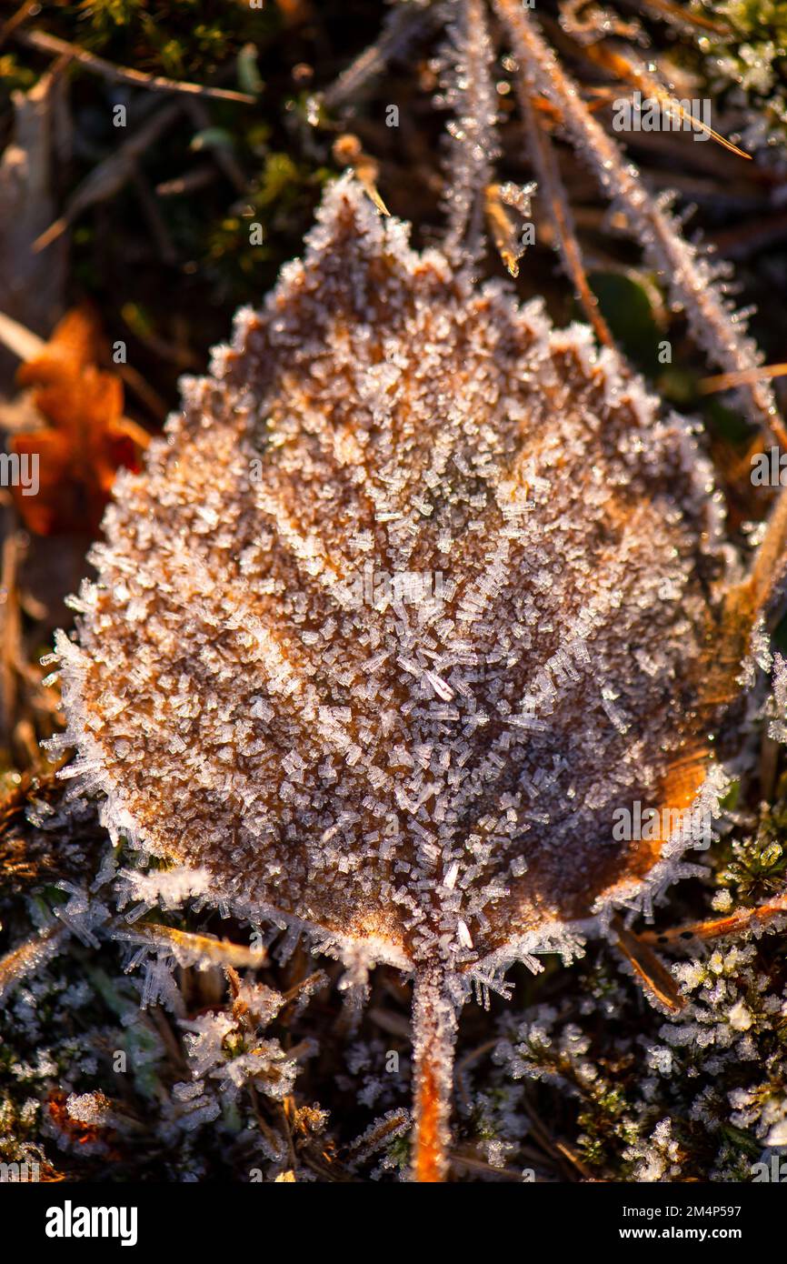 Les feuilles de bouleau argenté sont congelées sur le plancher de la forêt pendant une période d'hiver. Banque D'Images
