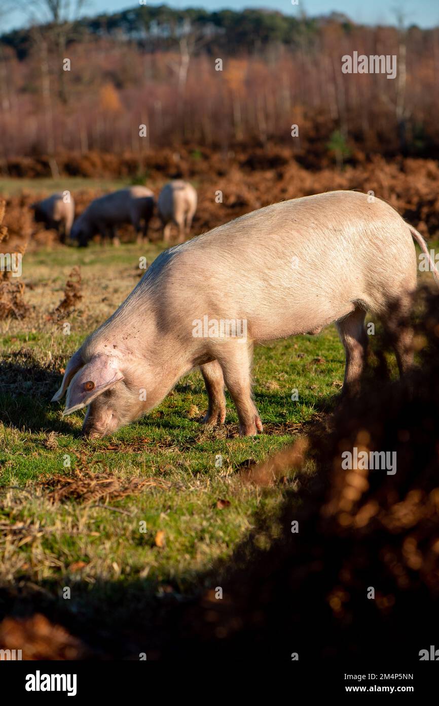 Les cochons du parc national de la Nouvelle forêt pendant la saison de la pêche se demandent sauvages à travers saumâtre. Banque D'Images