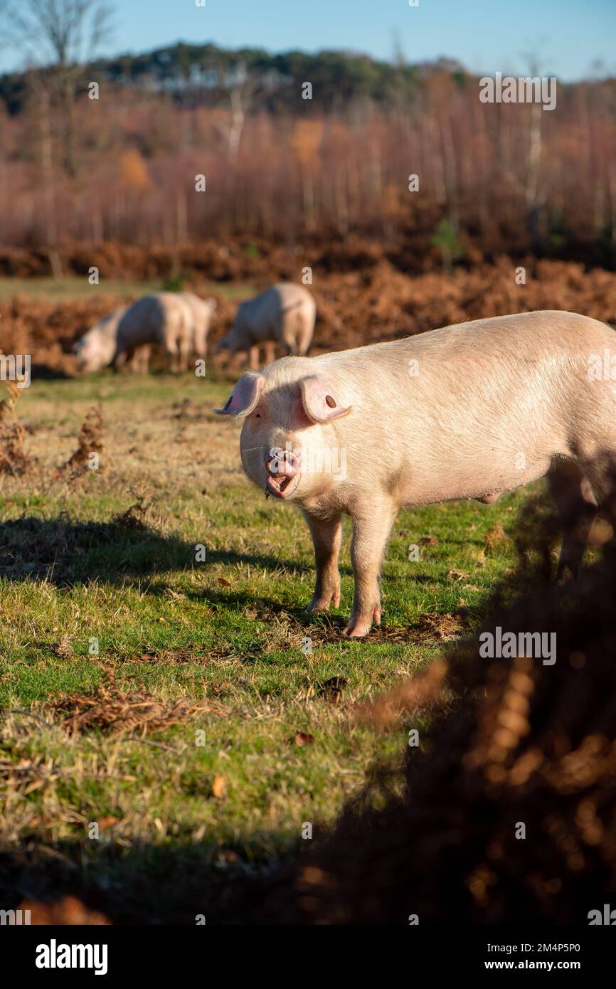 Les cochons du parc national de la Nouvelle forêt pendant la saison de la pêche se demandent sauvages à travers saumâtre. Banque D'Images