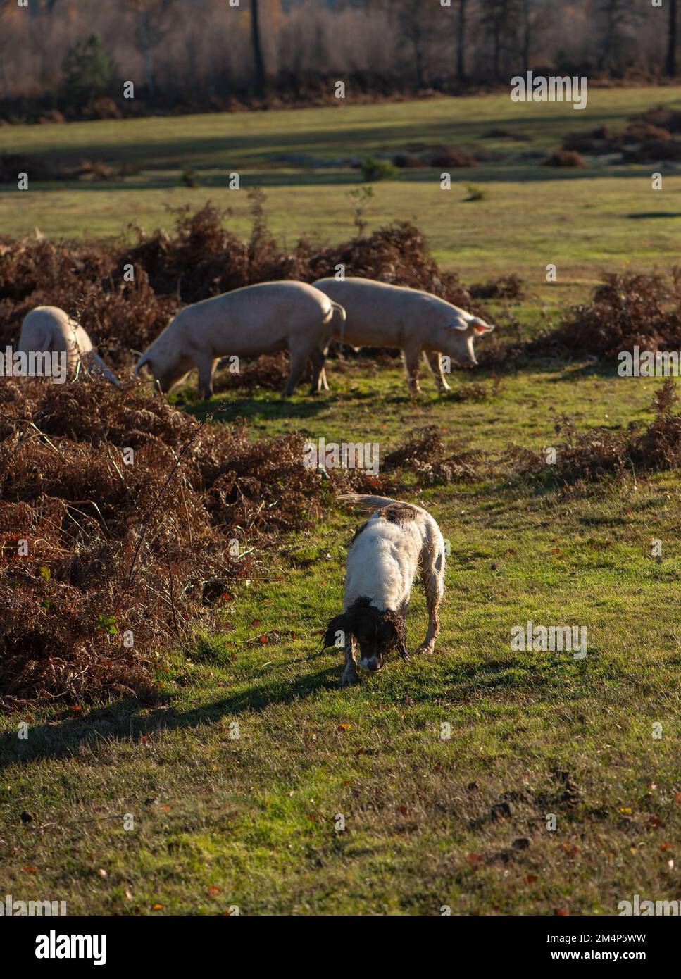 Un chien de travail bien formé et des porcs bien élevés coexistent heureusement pendant les saisons de pannage dans le New Forest Hampshire Royaume-Uni Banque D'Images