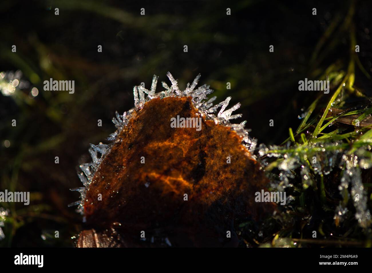 De longs cristaux de glace se forment sur le bord d'une feuille automnale orange qui se trouve sur le sol de la forêt, contre-jour par le soleil qui brille à travers la glace. Banque D'Images