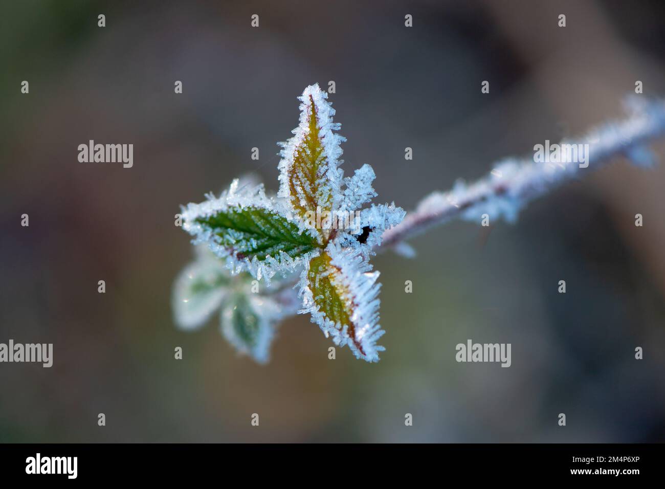 Feuilles recouvertes de glace sur une petite plante avec des cristaux de glace formés. Banque D'Images