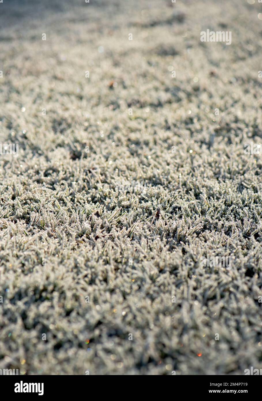 Une image d'herbe gelée avec la lumière du soleil d'hiver mettant en évidence la texture. Banque D'Images