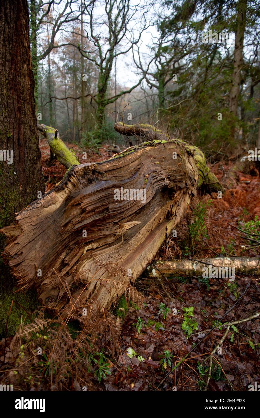 Une énorme branche cassée d'un arbre dans le New Forest Hampshire laissé sur le fond de la forêt aidant l'écosystème de la forêt. Banque D'Images