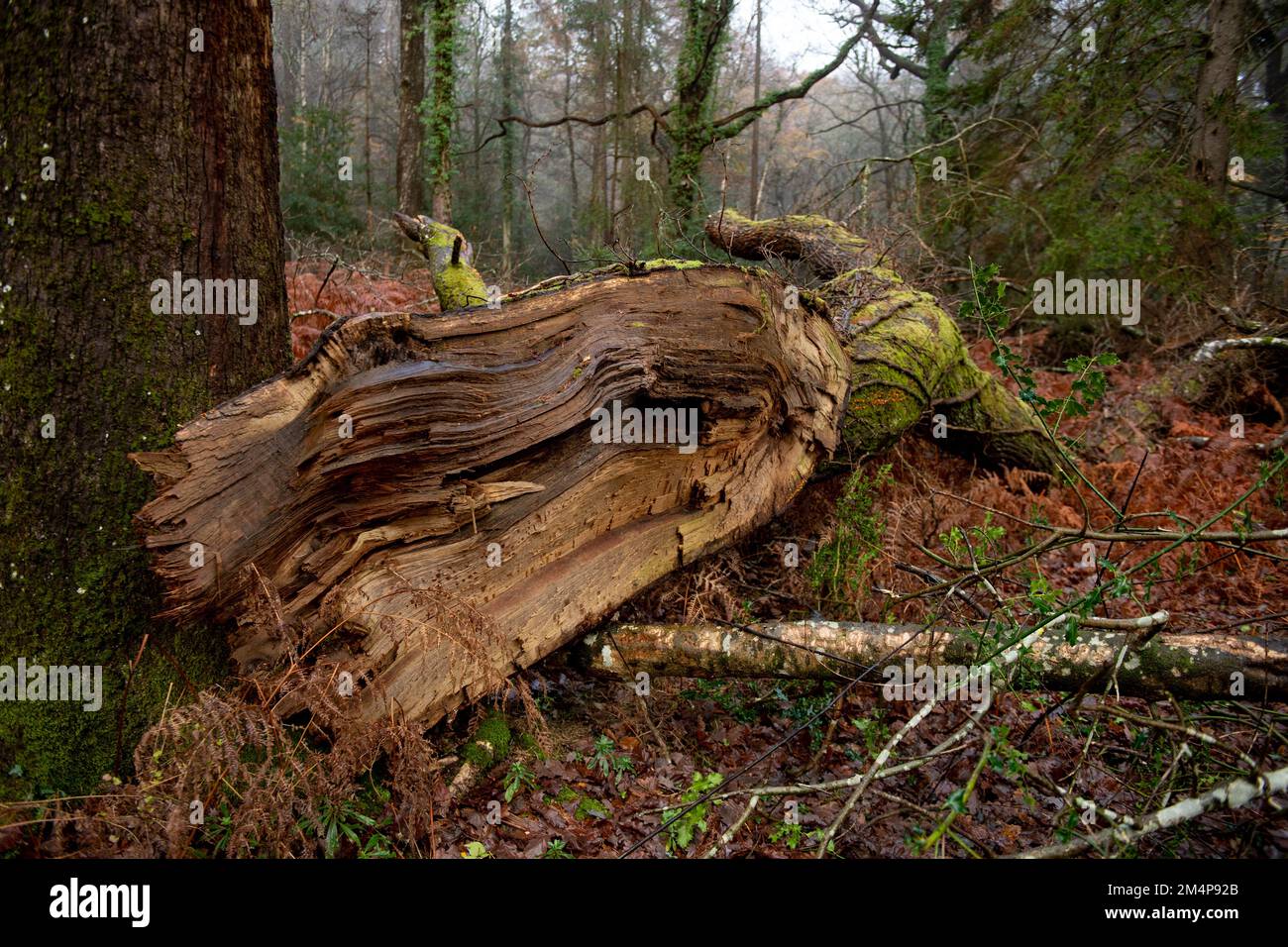 Une énorme branche cassée d'un arbre dans le New Forest Hampshire laissé sur le fond de la forêt aidant l'écosystème de la forêt. Banque D'Images