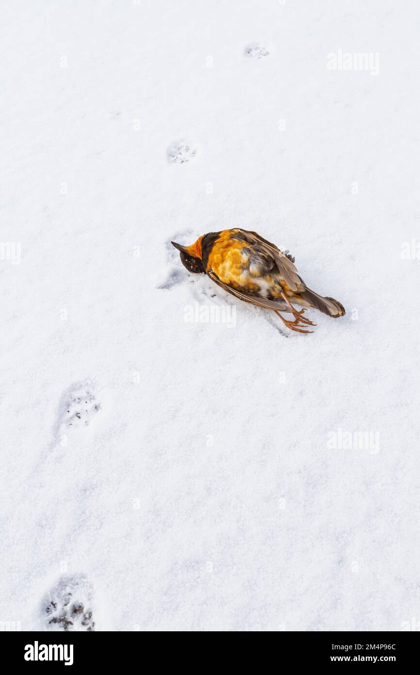 Une Grive variée (Ixoreus naevius) décédée dans la neige d'hiver à côté d'un ensemble de pattes faites par un chat extérieur. Banque D'Images