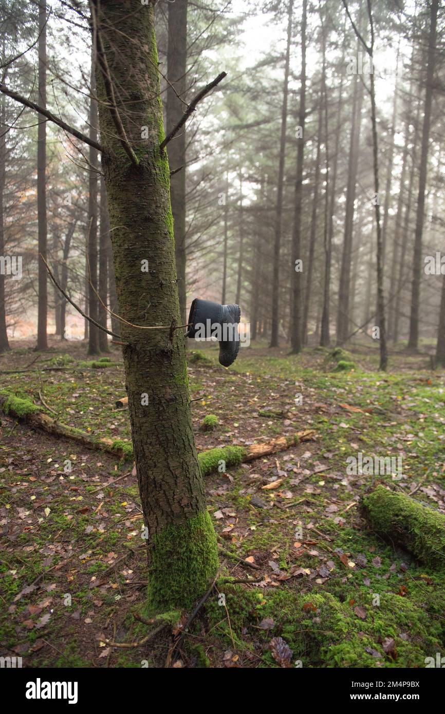 Scène inhabituelle d'une chaussure unique gauche sur une branche au milieu de la forêt New Hampshire Angleterre. Banque D'Images