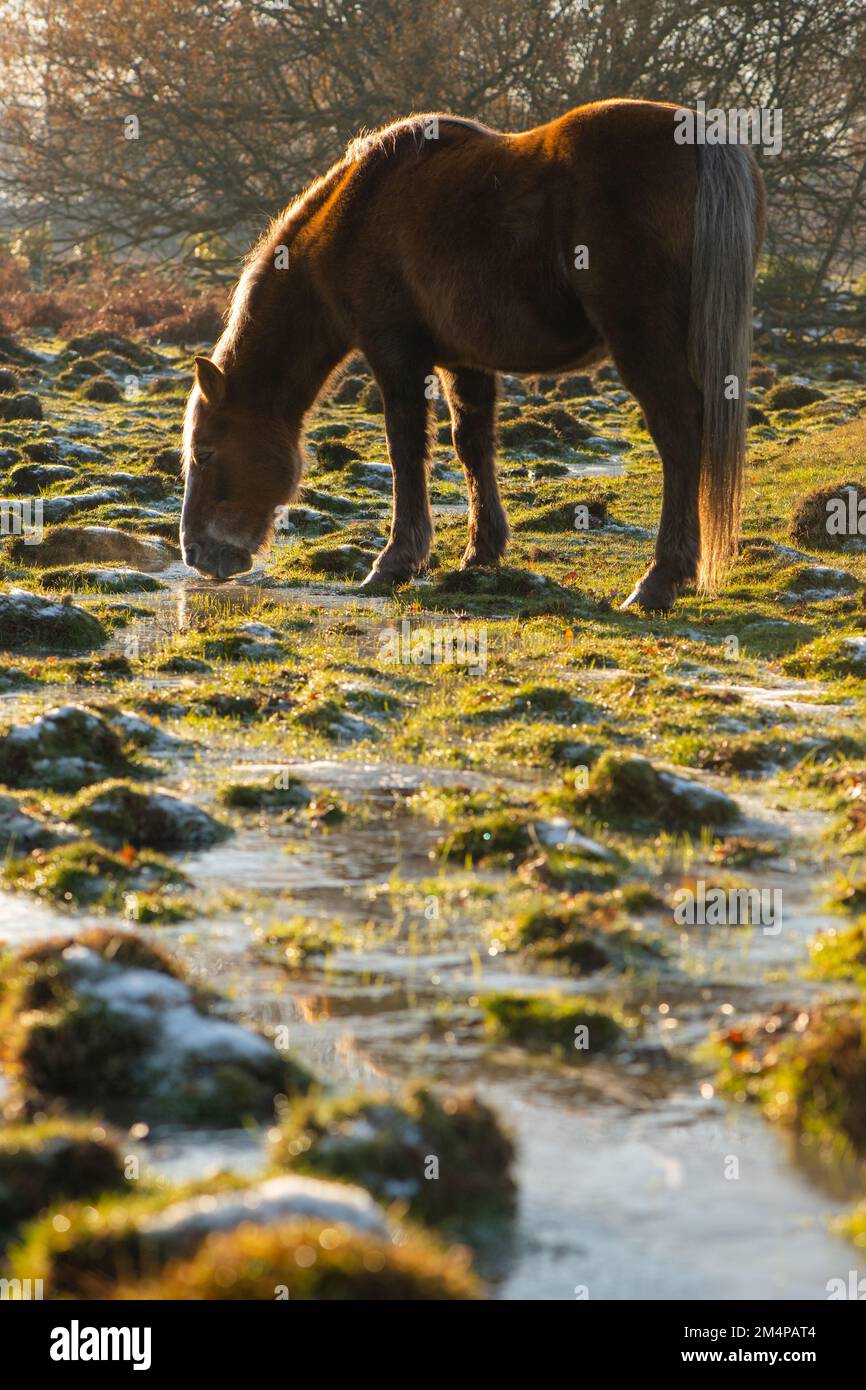 Un seul cheval brun se sert d'un ruisseau surgelé rétroéclairé par un coucher de soleil aux teintes dorées dans le New Forest Hampshire, en Angleterre. Banque D'Images