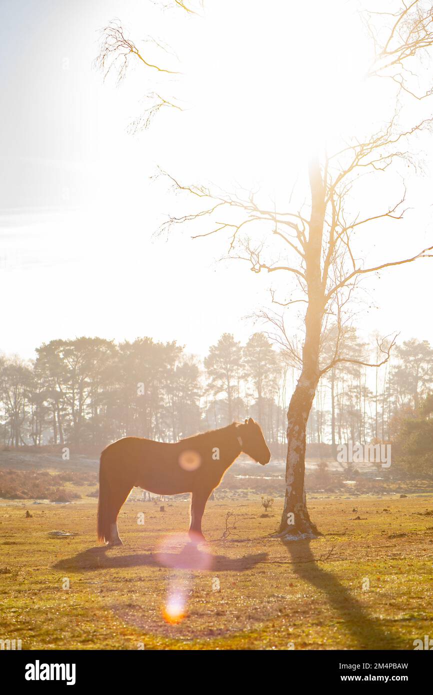 Un seul cheval se tient à côté d'un arbre de bains de soleil pour garder au chaud lors d'une journée d'hiver dans le New Forest Hampshire Angleterre. Banque D'Images