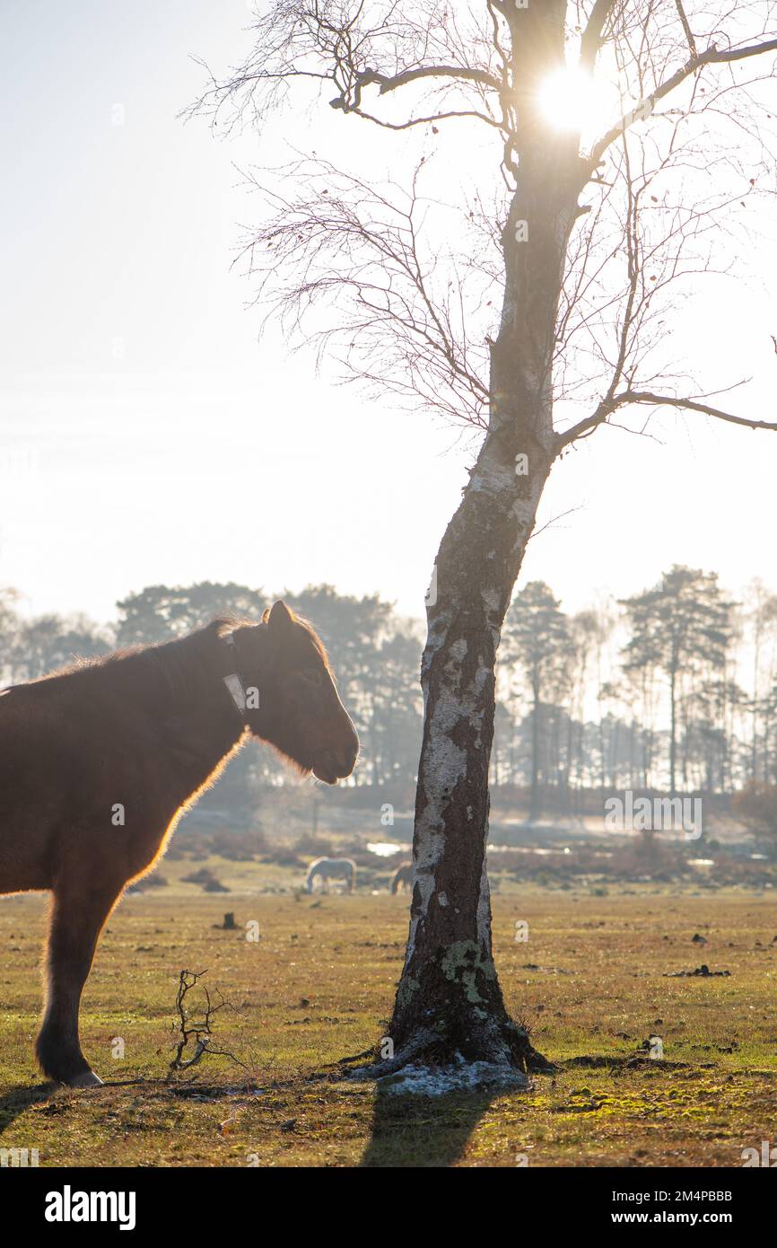 Un seul cheval se tient à côté d'un arbre de bains de soleil pour garder au chaud lors d'une journée d'hiver dans le New Forest Hampshire Angleterre. Banque D'Images