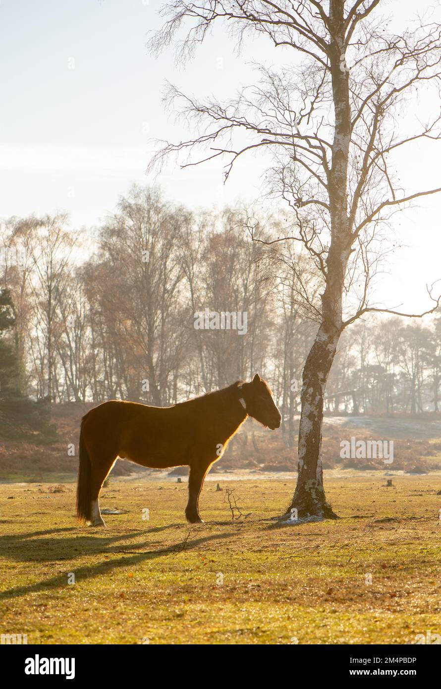 Un seul cheval se tient à côté d'un arbre de bains de soleil pour garder au chaud lors d'une journée d'hiver dans le New Forest Hampshire Angleterre. Banque D'Images