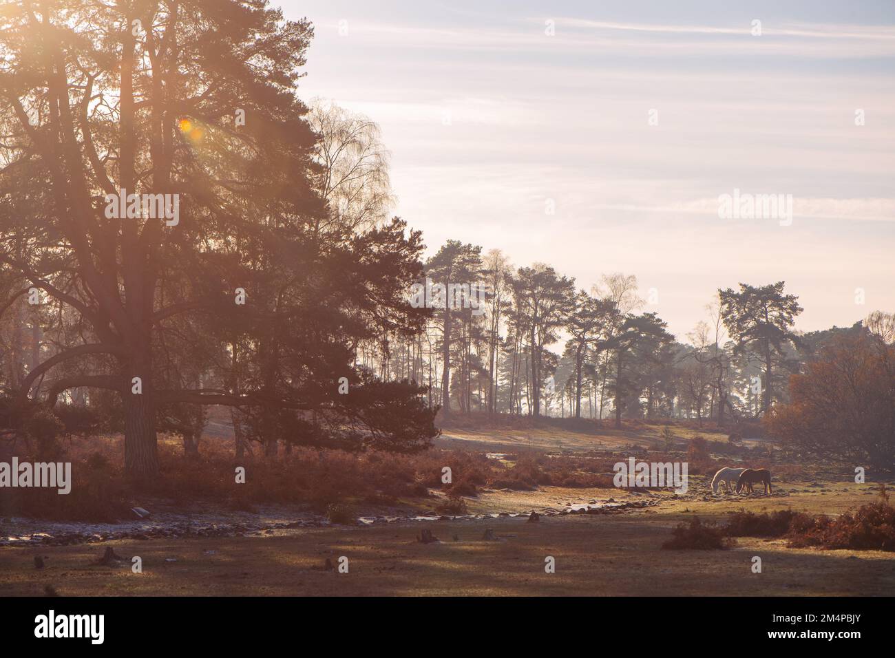 Une belle scène de paysage d'automne/hiver dans la forêt New Hampshire Angleterre avec le soleil se coucher sur une forêt avec deux poneys pâturage. Banque D'Images