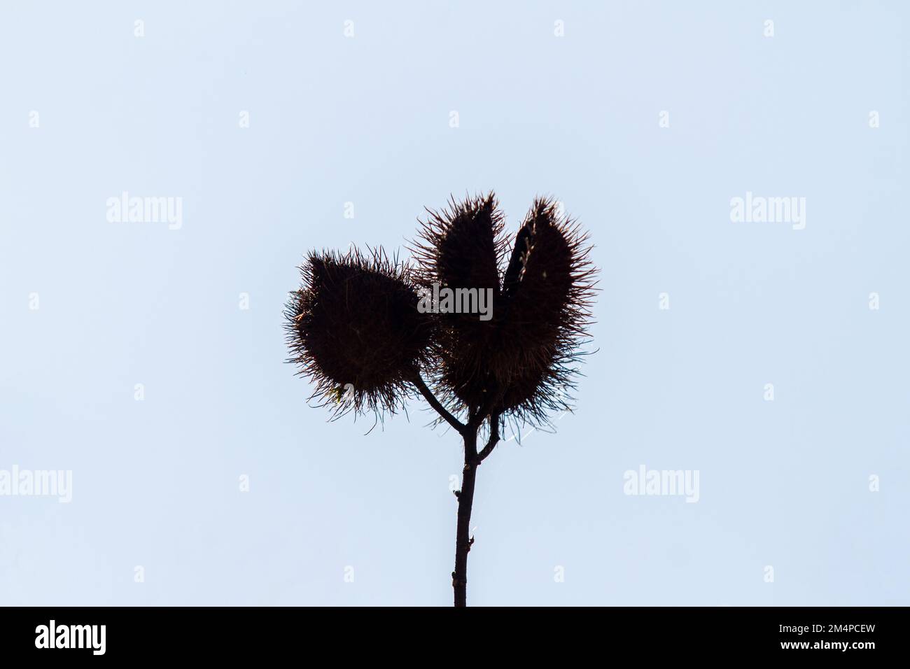 Graines de puberula d'Allamanda dans un jardin de Rio de Janeiro. Banque D'Images