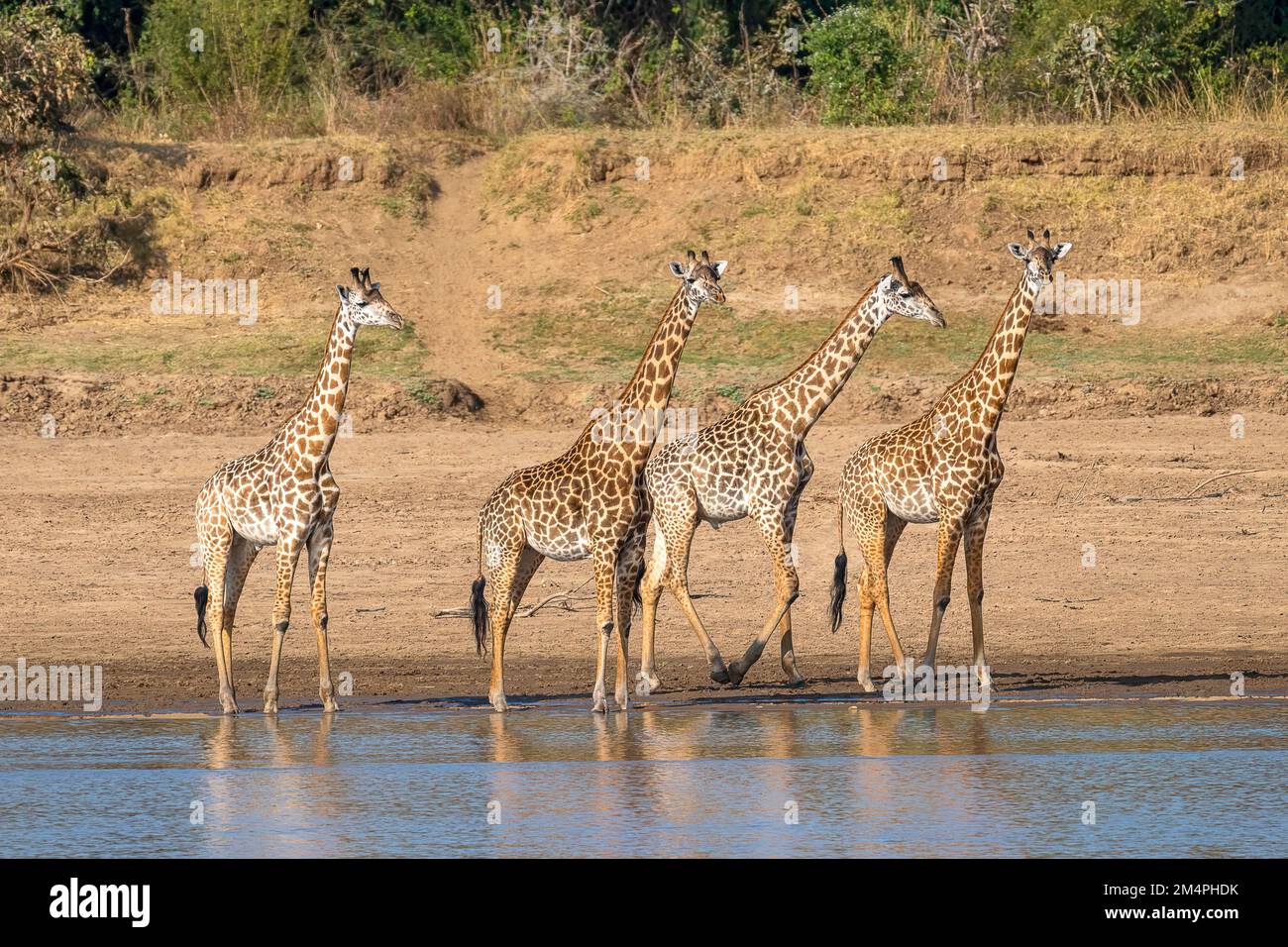 Girafe de Rhodésie (Giraffa camelopardalis thornicrofti), 4 animaux au bord de la rivière, au sud de Luangwa, en Zambie Banque D'Images