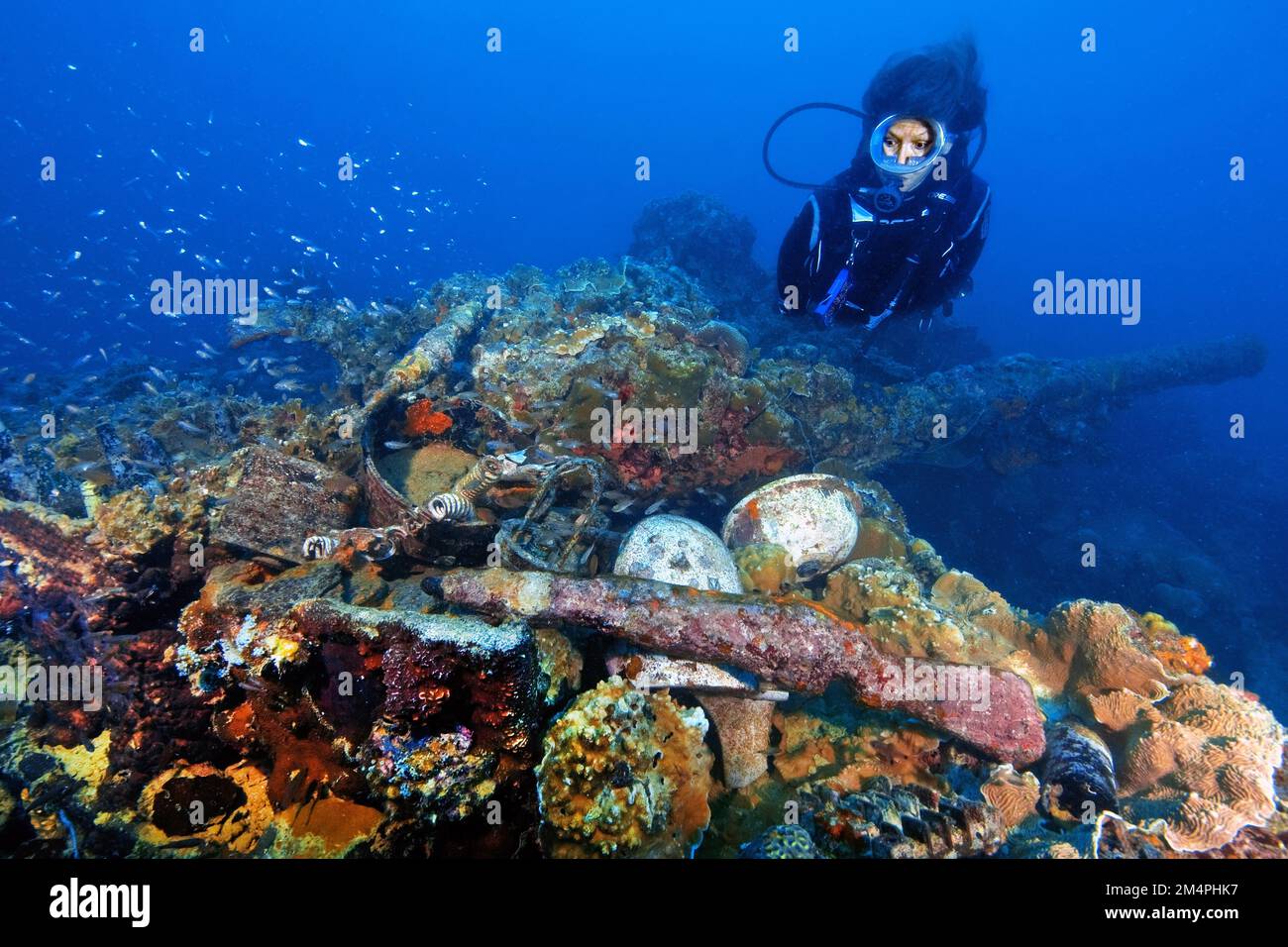 Nageant au-dessus d'une épave de la bataille navale dans le Pacifique depuis la Seconde Guerre mondiale, dans un fusil de premier plan incrusté de corail dans un canon de canon de fond Banque D'Images