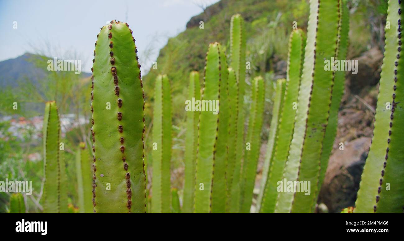 Plante désertique sans feuilles, épineuse et à feuilles persistantes cultivée comme plante ornementale dans le jardin botanique. Arrière-plan succulent, motif naturel. Euphorbia cactus crevé Banque D'Images