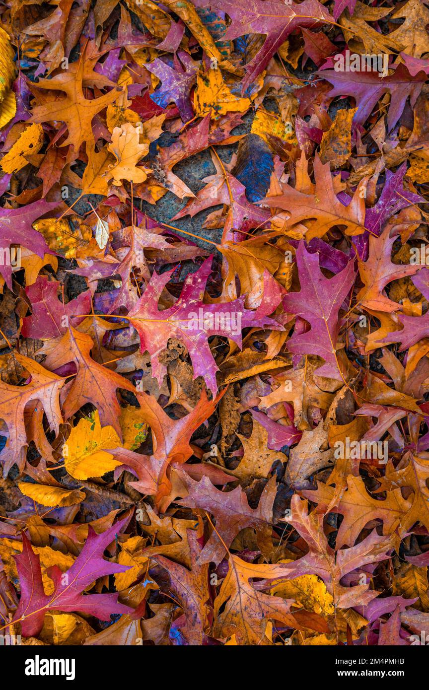 Les feuilles colorées d'un chêne à broche (Quercus palustris) se trouvent sur le sol en automne, Hanovre, Basse-Saxe, Allemagne Banque D'Images