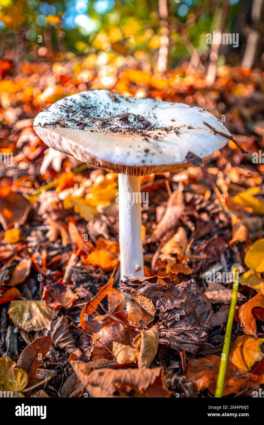 Le champignon de la feuille de tubercule de printemps (Amanita verna) pousse à travers le sol recouvert de feuilles de la forêt, Hanovre, Basse-Saxe, Allemagne Banque D'Images