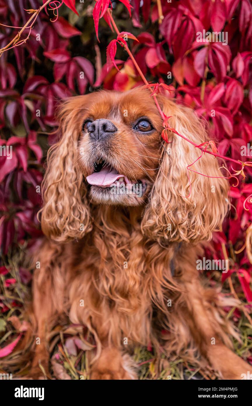 Un cavalier King Charles chien espagnol à fourrure brune (Ruby) assis devant un super-réducteur de virginie autogrimpant (Parthenocissus quinquefolia) Banque D'Images