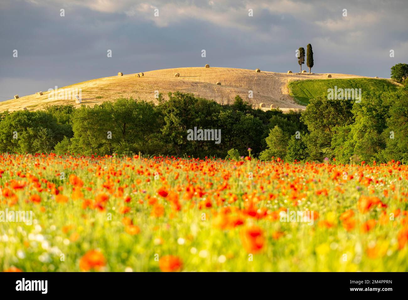 Champ de coquelicots en fleur dans le paysage vallonné, San Quirico dOrcia, Val dOrcia, Toscane, Italie Banque D'Images