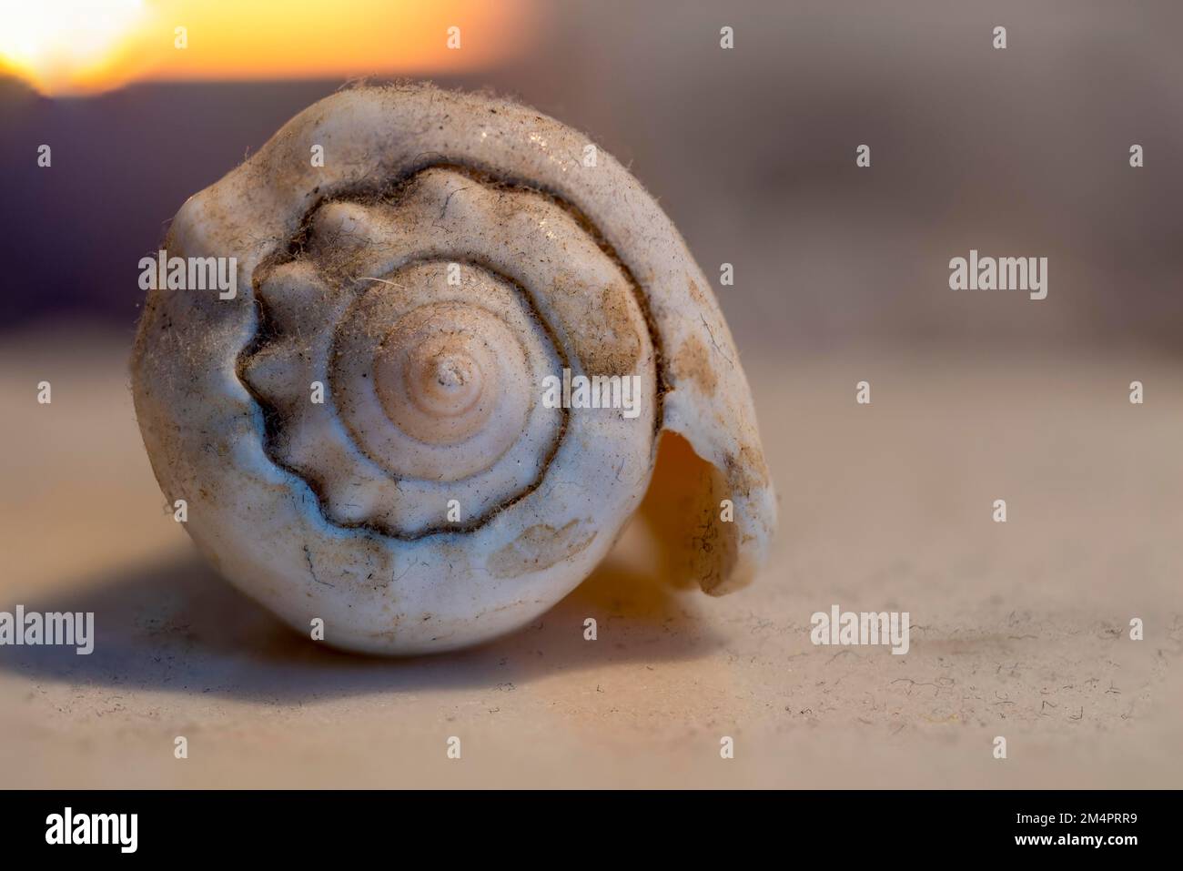 Shell, plage de trouver, France Banque D'Images