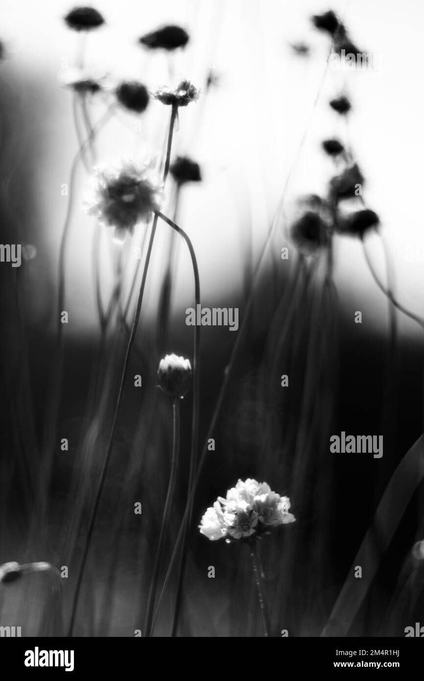 Dans la représentation noire et blanche des œillets d'herbe dans un pré, les deux fleurs avant brillent sur un fond noir. Banque D'Images