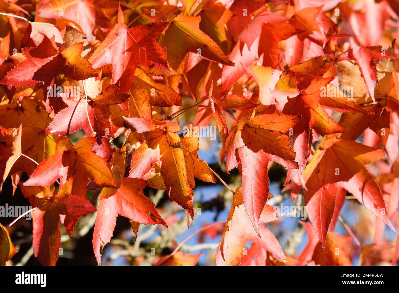 Acer rubrum avec ses feuilles rougeâtres en automne Banque D'Images