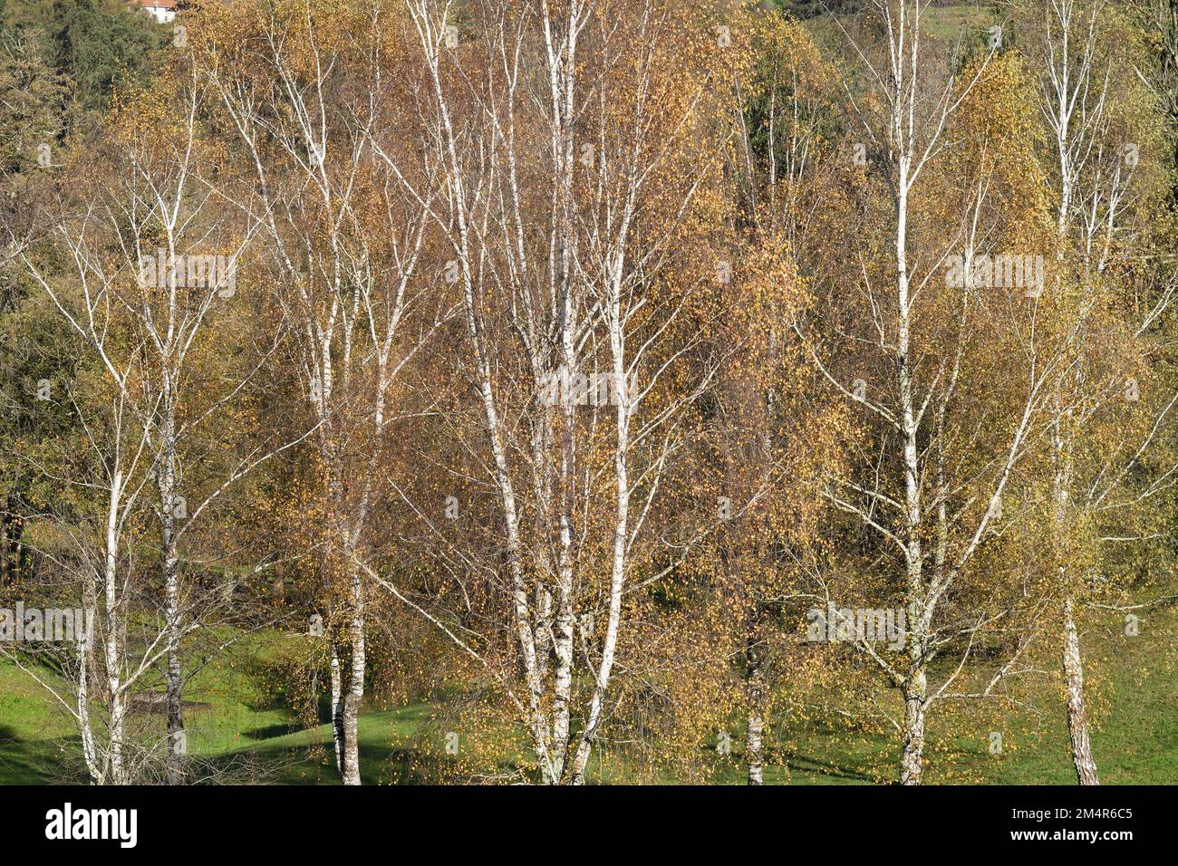 Ornithologie dans un parc en automne Banque D'Images