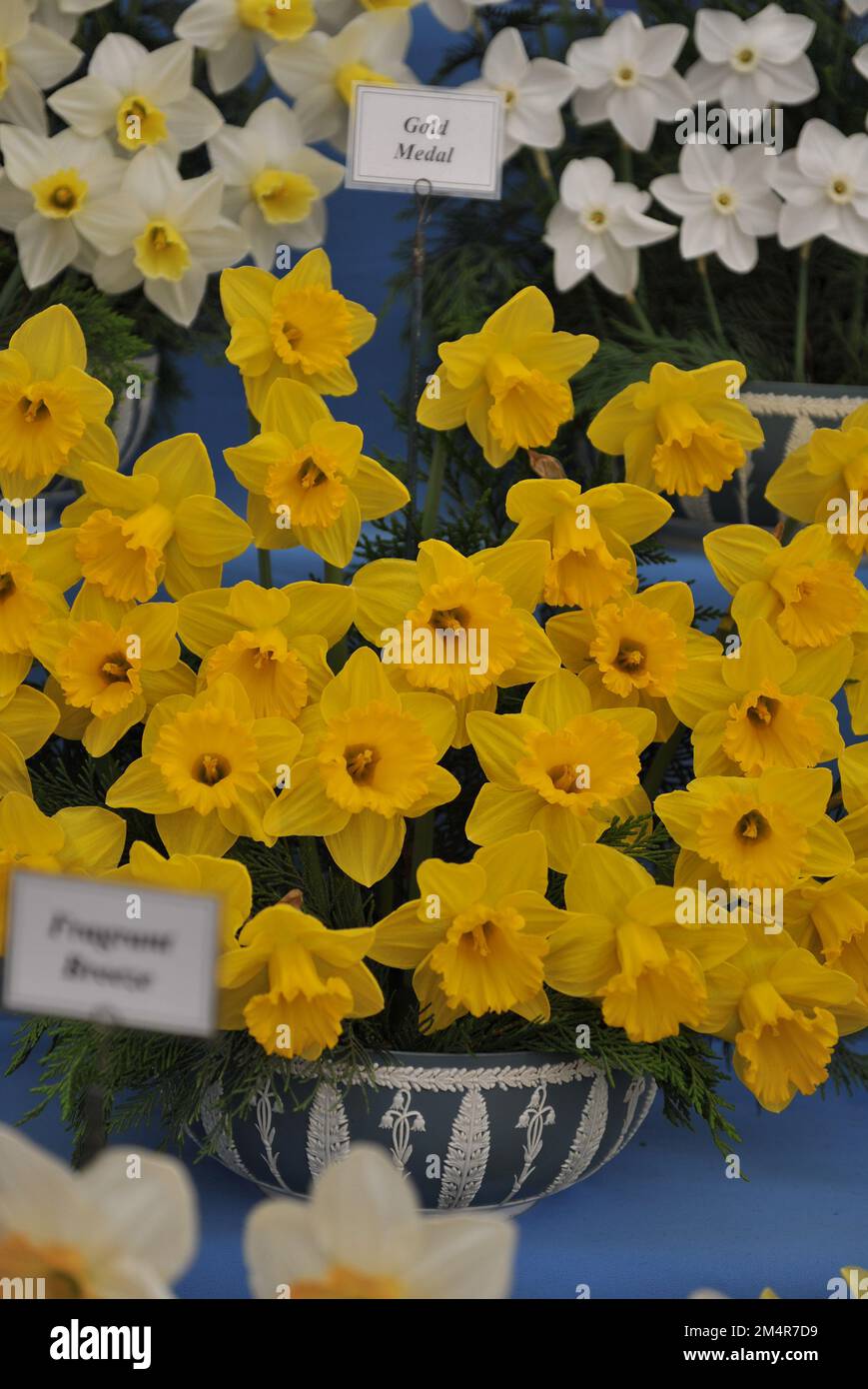 Un bouquet de jonquilles de trompette jaune (Narcisse) Médaille d'or lors d'une exposition en mai Banque D'Images