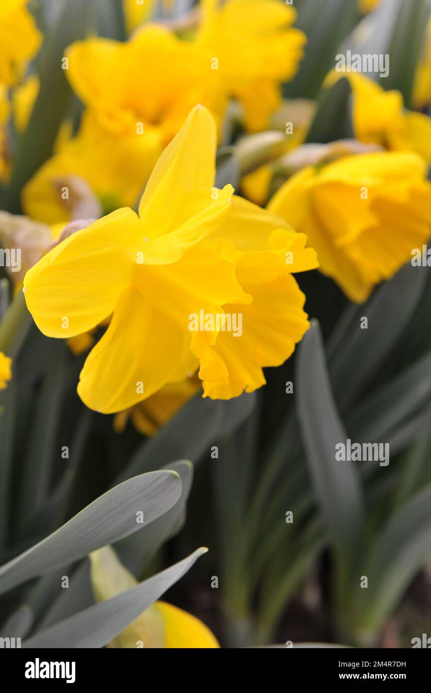 Trompette jaune jonquilles (Narcisse) Médaille d'or fleurissent dans un jardin en mars Banque D'Images