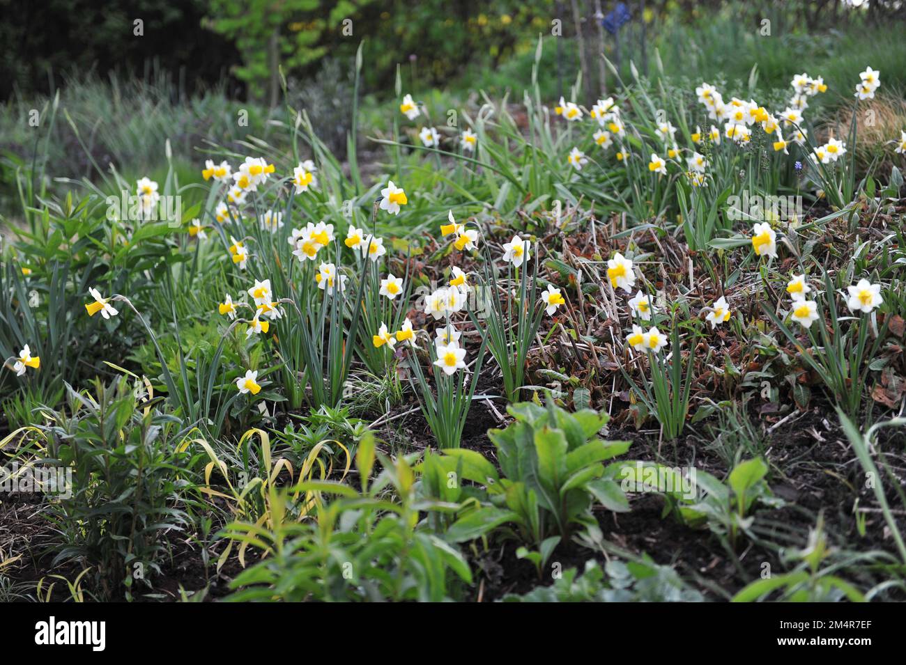 Jonquilla jaune et blanc et jonquilles Apodanthus (Narcisse) Golden Echo fleurissent dans un jardin en mai Banque D'Images