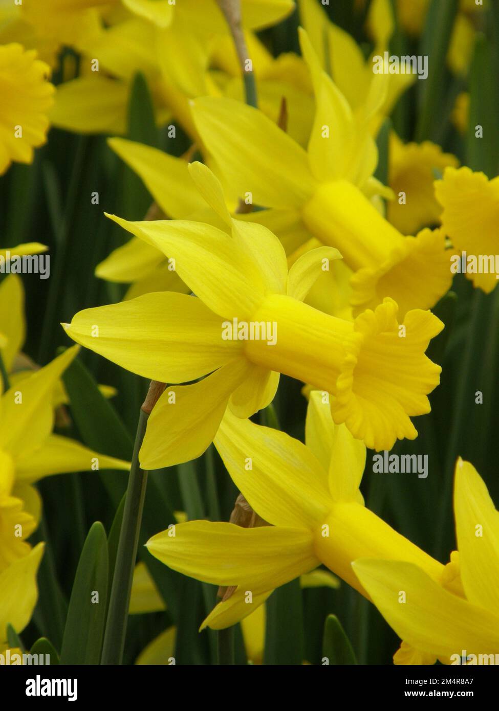 Les jonquilles jaunes Cyclamineus (Narcisse) Peeping Tom fleurissent dans un jardin en mars Banque D'Images