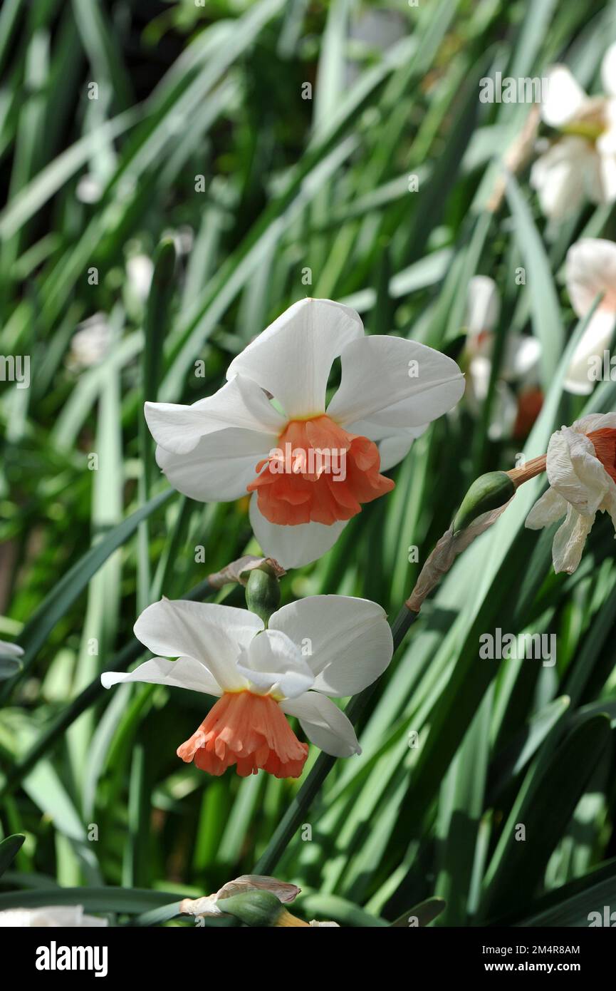 Jonquilles blanches et roses (Narcisse) Perfect Lady fleurissent dans un jardin en avril Banque D'Images