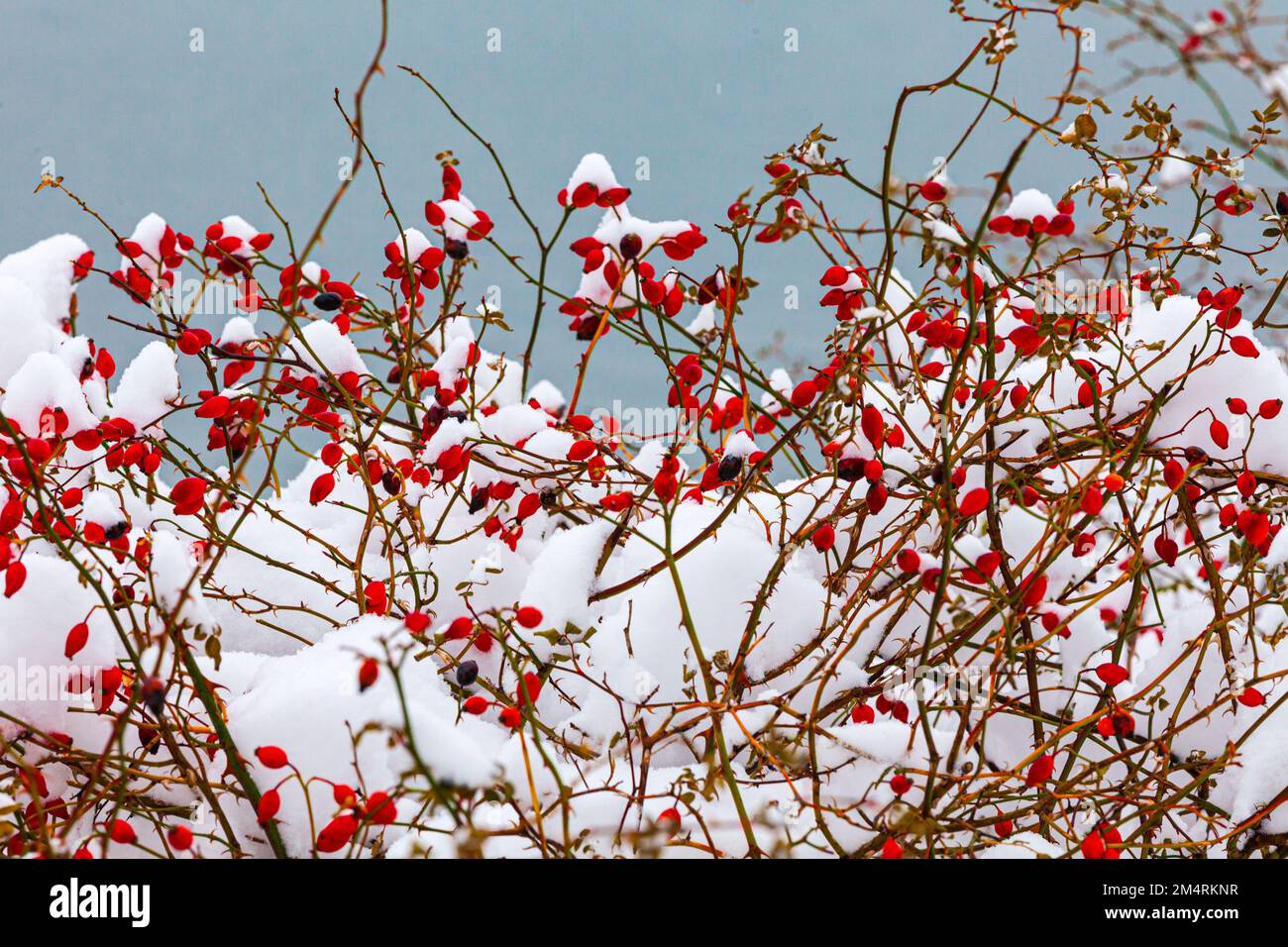 Red Rose hanches contre un fond d'eau à Steveston Colombie-Britannique Canada Banque D'Images