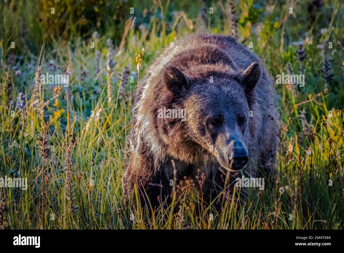 Une vue de face d'un ours grizzli (Ursus arctos horribilis) errant parmi les plantes vertes d'une forêt Banque D'Images