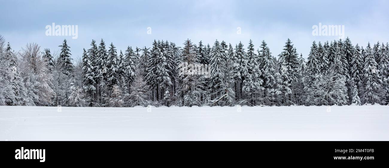 Pins enneigés dans le Wisconsin, panorama Banque D'Images